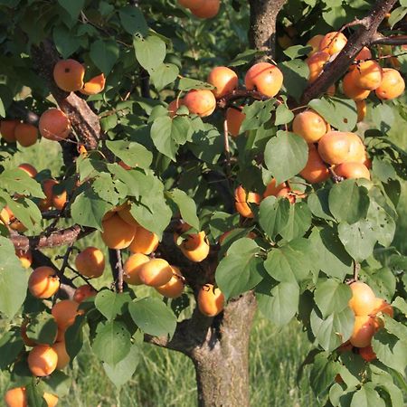 Agriturismo I Ciliegi Appartamento Ginestra Montignano المظهر الخارجي الصورة