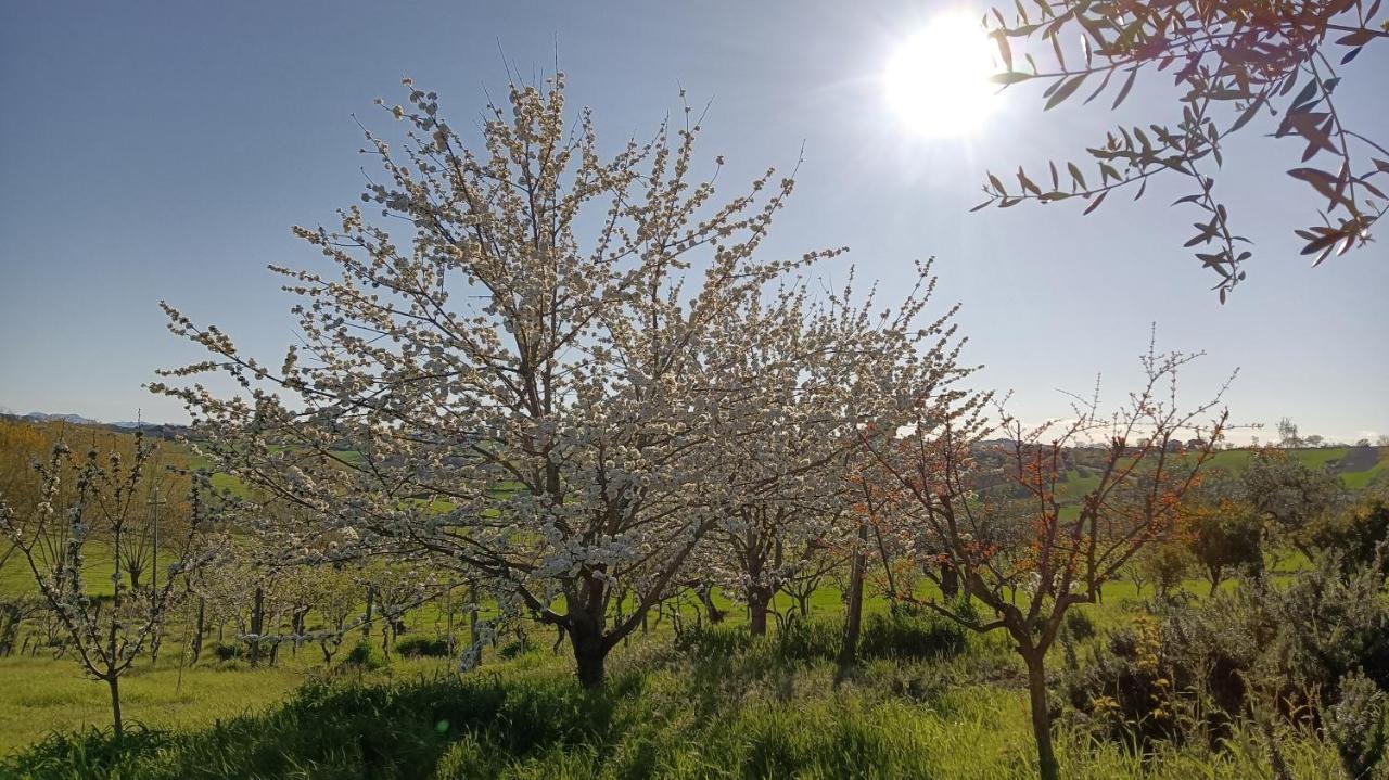 Agriturismo I Ciliegi Appartamento Ginestra Montignano المظهر الخارجي الصورة