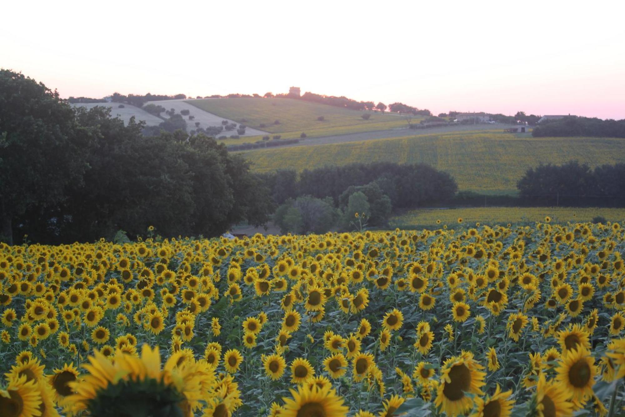 Agriturismo I Ciliegi Appartamento Ginestra Montignano المظهر الخارجي الصورة